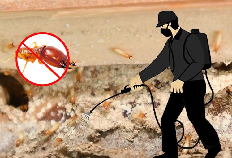 Finding the Best Local Pest Control Services Near You post thumbnail image