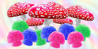 Mystical Munchies: Amanita Muscaria Gummies for the Curious Palate post thumbnail image