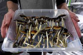DC’s Top Spots for Magic Mushrooms: A Curated List post thumbnail image