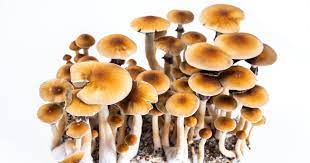 The Enchantment Emporium: Top Sources for Buying Magic Mushrooms post thumbnail image